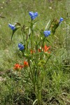 Birdbill Dayflower w/ Paintbrush