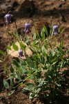 Sugar Bowls (Scott's Clematis)