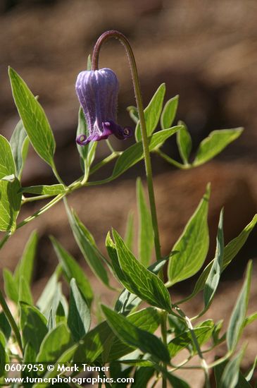 Clematis hirsutissima var. scottii