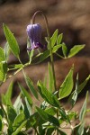 Sugar Bowls (Scott's Clematis) blossom & foliage detail