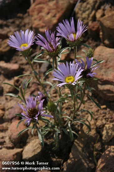 Townsendia eximia