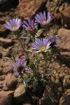 Tall Townsend Daisy (Tall Easterdaisy)