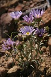 Tall Townsend Daisy (Tall Easterdaisy)