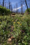 Parry Wood Sunflowers (Parry's Dwarf-sunflower), Purple Geraniums (Pineywoods Geraniums) on hillside in burned forest