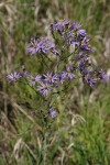 Tansy Aster (Hoary Tansyaster)