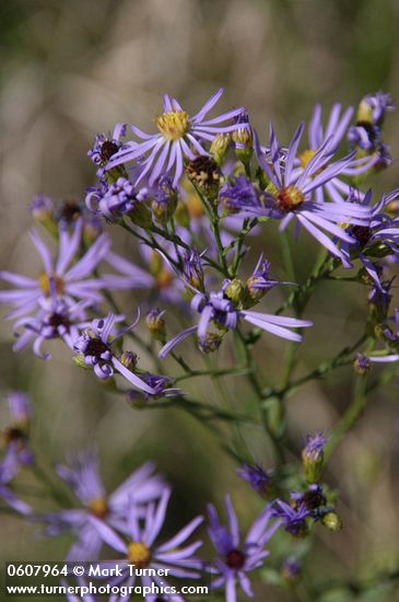 Machaeranthera canescens