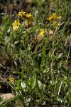 Parry Wood Sunflowers (Parry's Dwarf-sunflower)