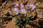 Tall Townsend Daisy (Tall Easterdaisy)