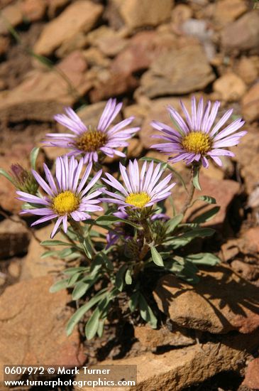 Townsendia eximia