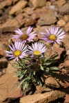 Tall Townsend Daisy (Tall Easterdaisy)