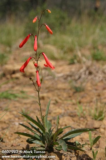 Penstemon barbatus