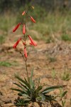 Scarlet Penstemon (Beardlip Penstemon)