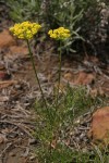 Sessileflower Indian Parsley