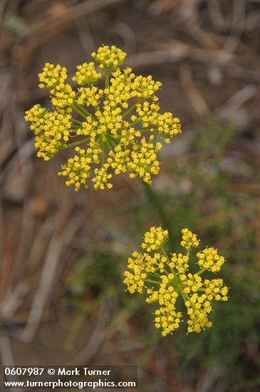 Aletes sessiliflorus