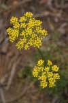 Sessileflower Indian Parsley blossoms