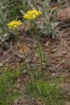 Sessileflower Indian Parsley