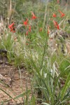 Scarlet Gilia