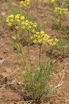 Sessileflower Indian Parsley