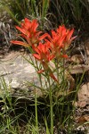 Foothills Paintbrush (Wholeleaf Paintbrush)