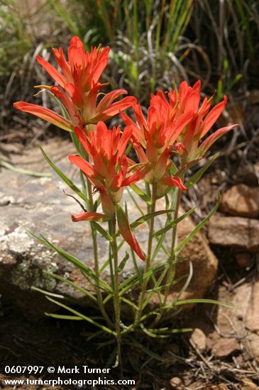 Castilleja integra