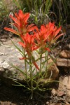 Foothills Paintbrush (Wholeleaf Paintbrush)