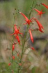 Scarlet Gilia blossoms