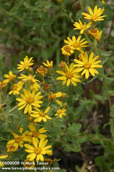 Heterotheca villosa