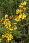 Hairy False Goldenaster blossoms & foliage