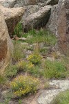 Hairy False Goldenasters among sandstone boulders