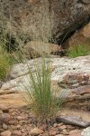 Grass clump among sandstone boulders
