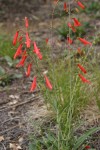 Scarlet Penstemon (Beardlip Penstemon)