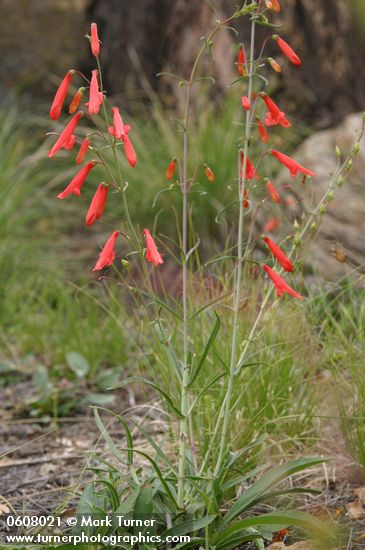 Penstemon barbatus