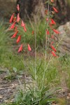 Scarlet Penstemon (Beardlip Penstemon)