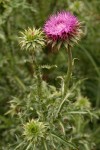 Musk Thistle
