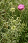 Musk Thistle