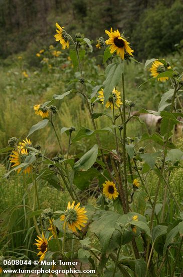 Helianthus annuus