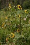 Common Sunflower