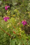Purple Geranium (Pineywoods Geranium)