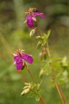 Purple Geranium (Pineywoods Geranium) blossoms