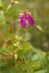 Purple Geranium (Pineywoods Geranium) blossom