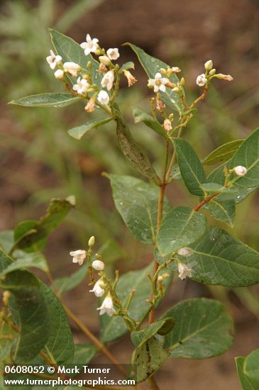 Apocynum androsaemifolium