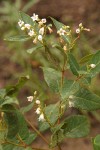 Spreading Dogbane