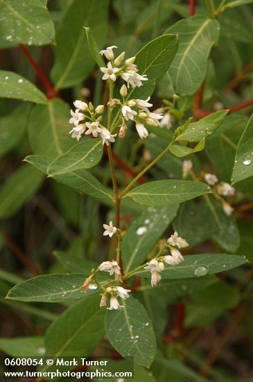 Apocynum androsaemifolium