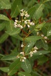 Spreading Dogbane