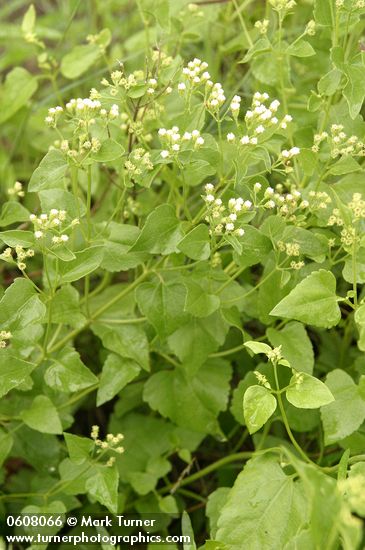 Ageratina herbacea