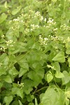 Apache (Fragrant) Snakeroot