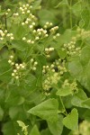 Apache (Fragrant) Snakeroot buds & foliage