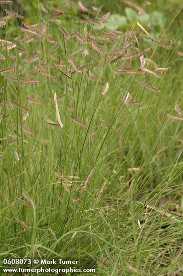 Bouteloua gracilis
