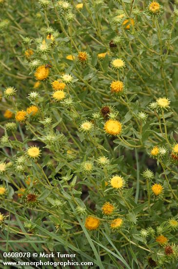 Grindelia squarrosa