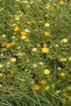 Curlycup Gumweed